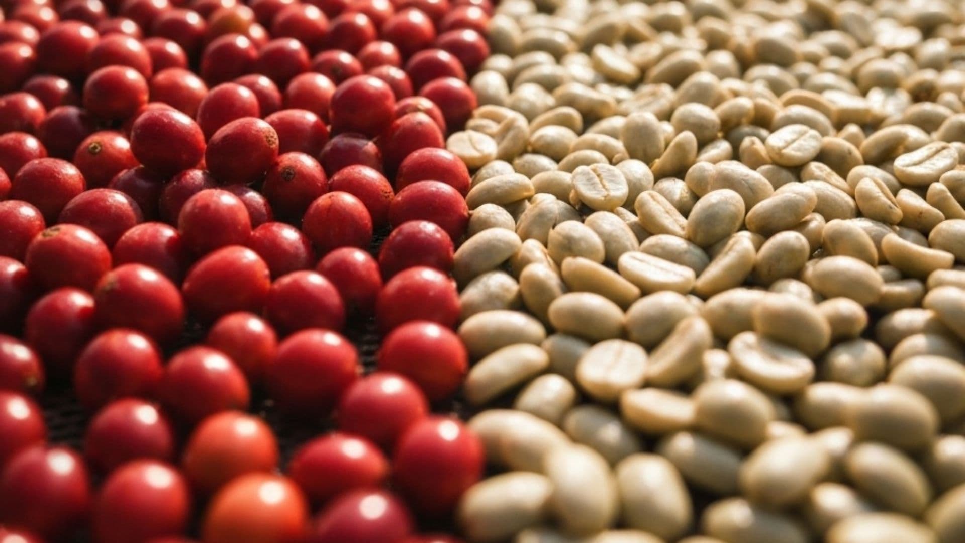 Bright red coffee cherries beside pale washed green coffee beans in a split composition.
